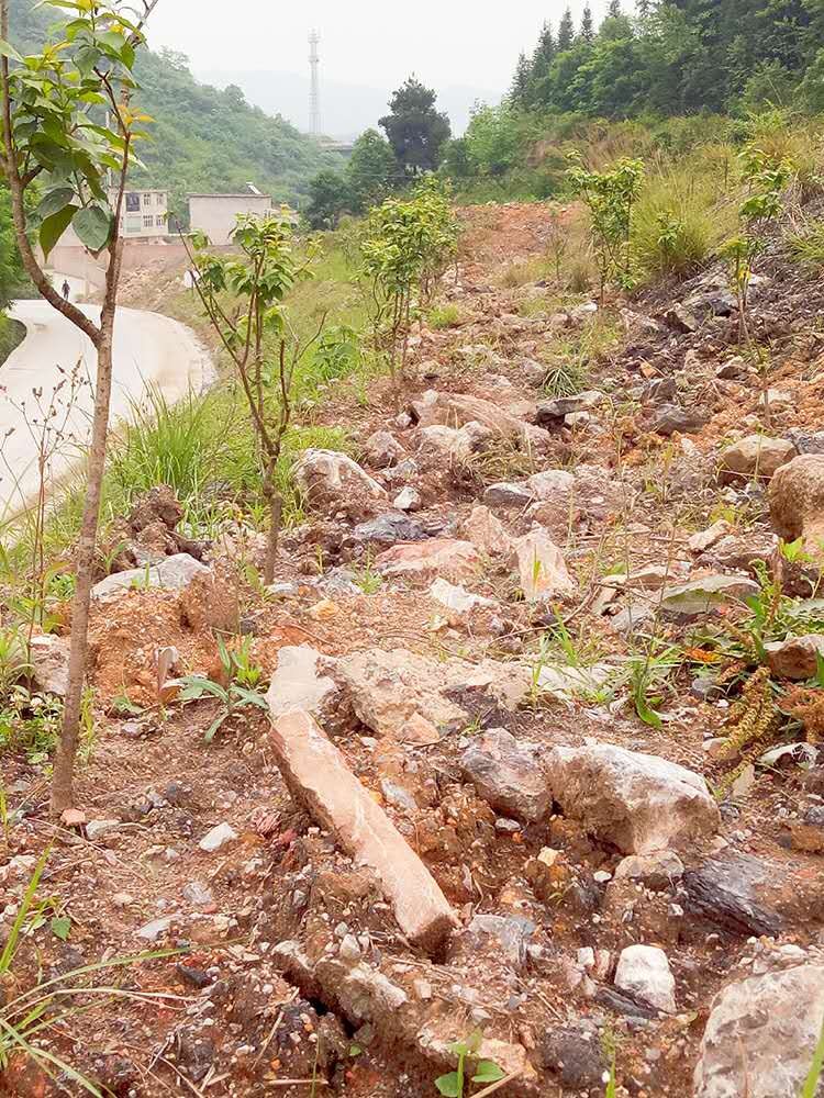 貴陽烏當(dāng)公司排土場(chǎng)的春天